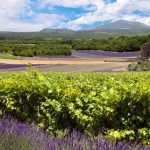 Zoom sur les vins de Provence