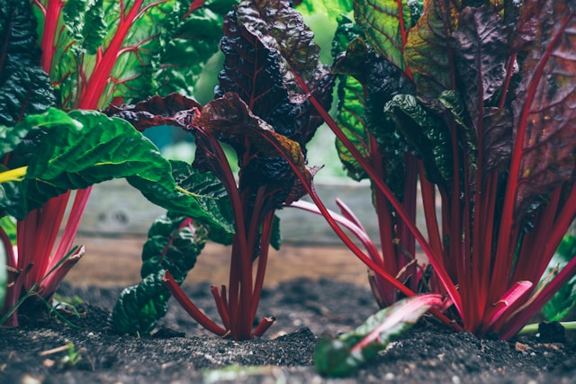 un jardin potager