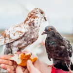 maladie chez les oiseaux