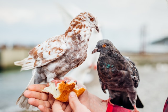 maladie chez les oiseaux