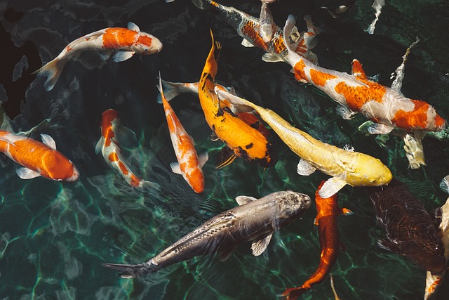 réservoir pour poissons marins