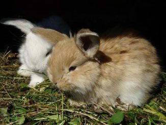 lapins de compagnie