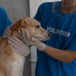 Personnes en t-shirt "VOLONTEER" caressant un chien à l'intérieur