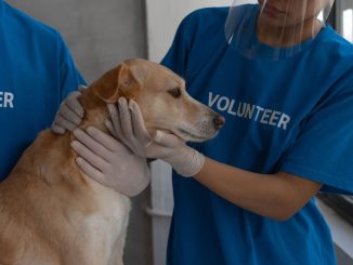 Personnes en t-shirt "VOLONTEER" caressant un chien à l'intérieur