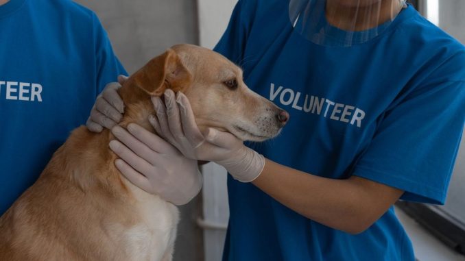 Personnes en t-shirt "VOLONTEER" caressant un chien à l'intérieur
