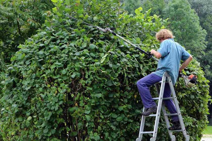 Un jardinier grimpe à une échelle pour tailler une haie dense